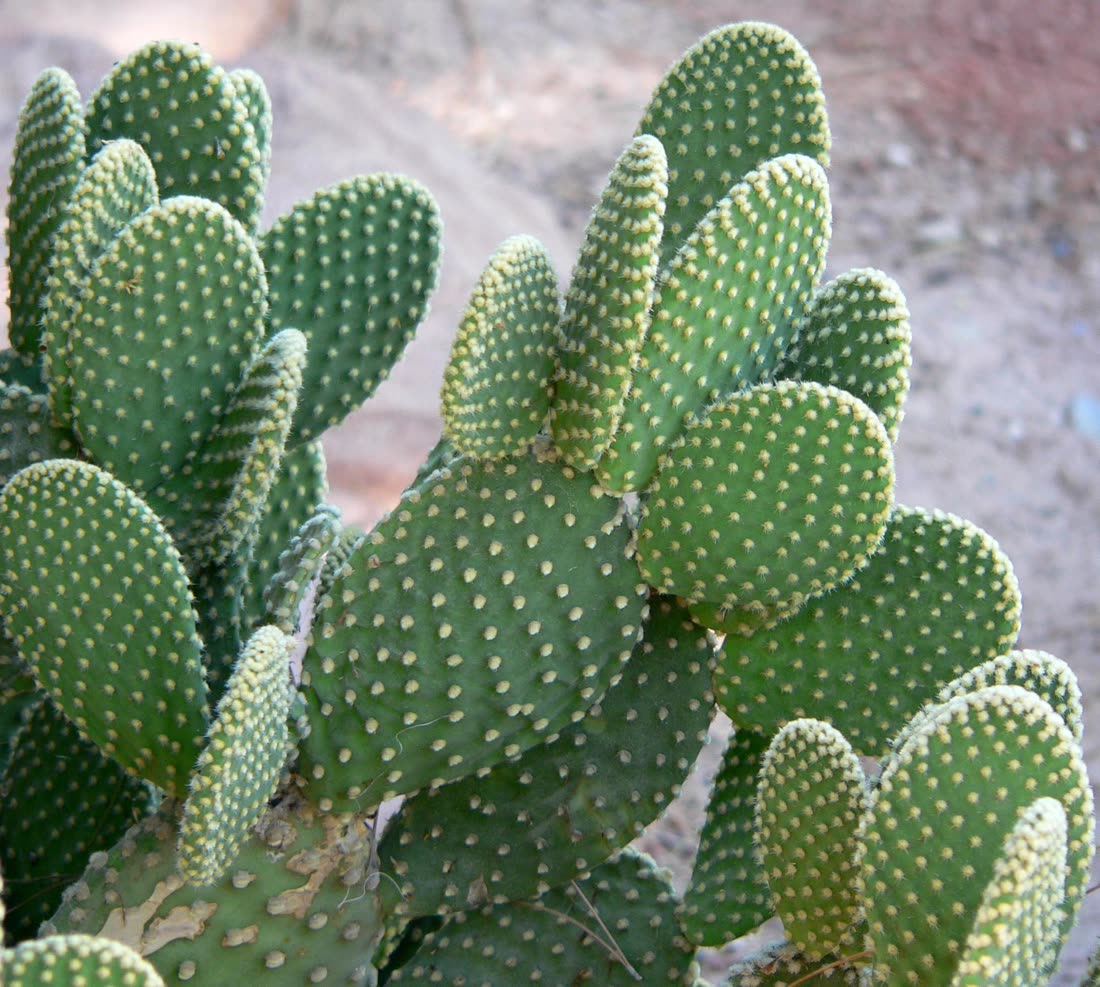 Опунция микродазис (Opuntia microdasys) — членики с пучками глохидий