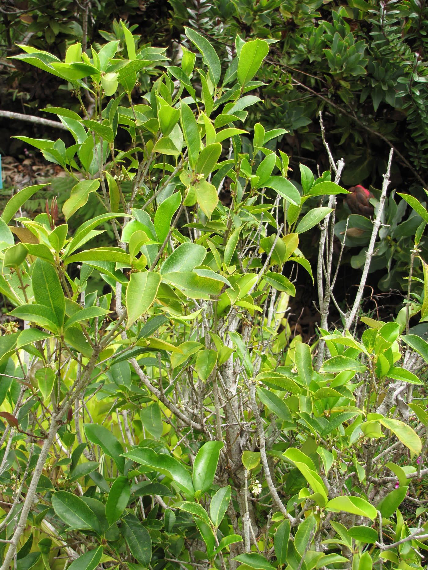Османтус душистый (Osmanthus fragrans) — вечнозелёный кустарник