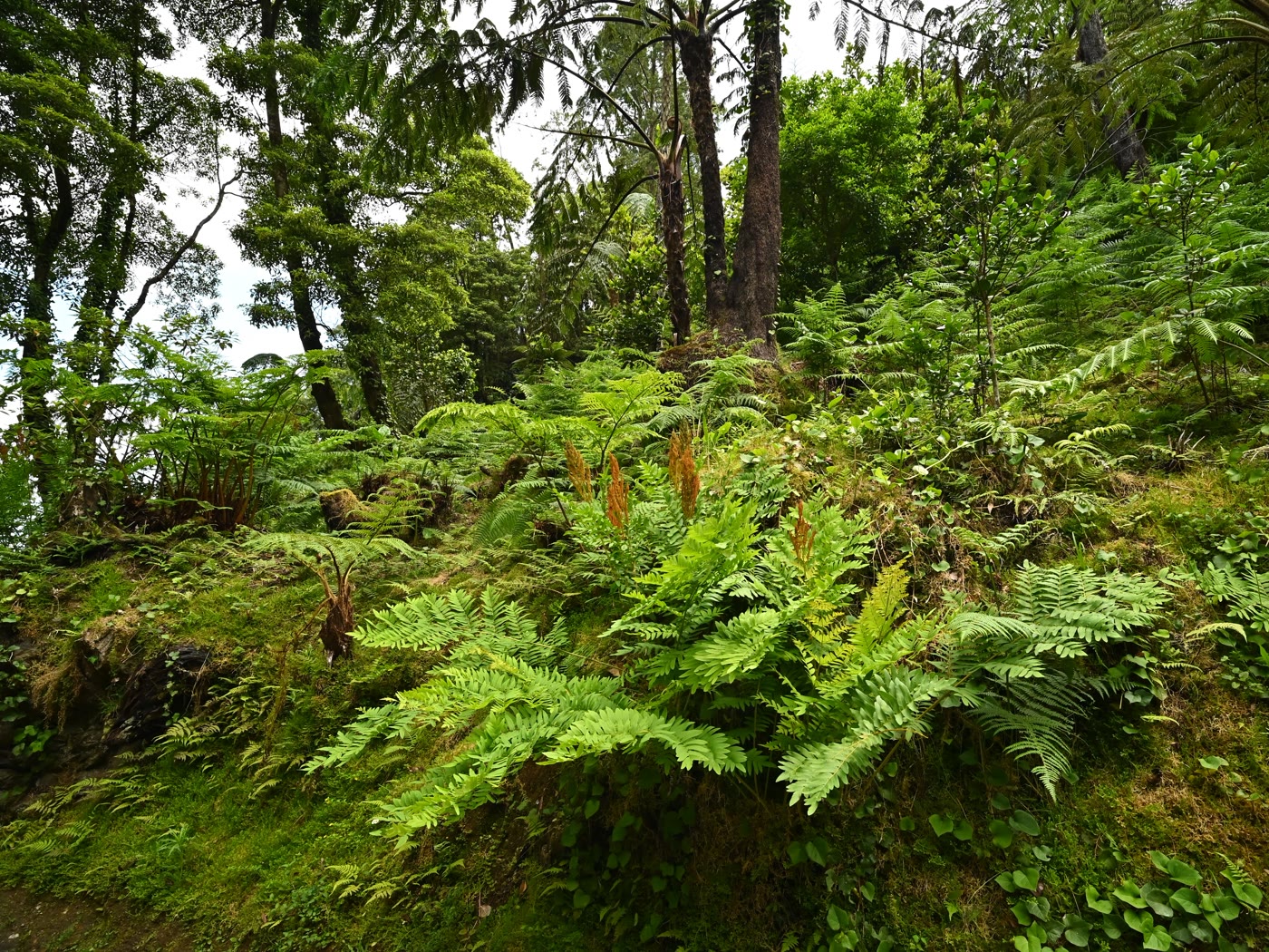 Осмунда королевская (Osmunda regalis) — крупные вайи и ржаво-бурые спороносные вайи на берегу водоёма