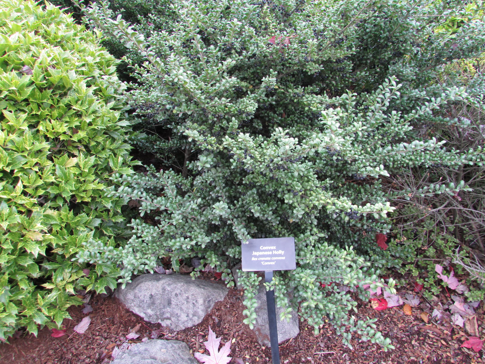 Падуб городчатый (Ilex crenata) — мелкие листья без колючек и чёрные ягоды