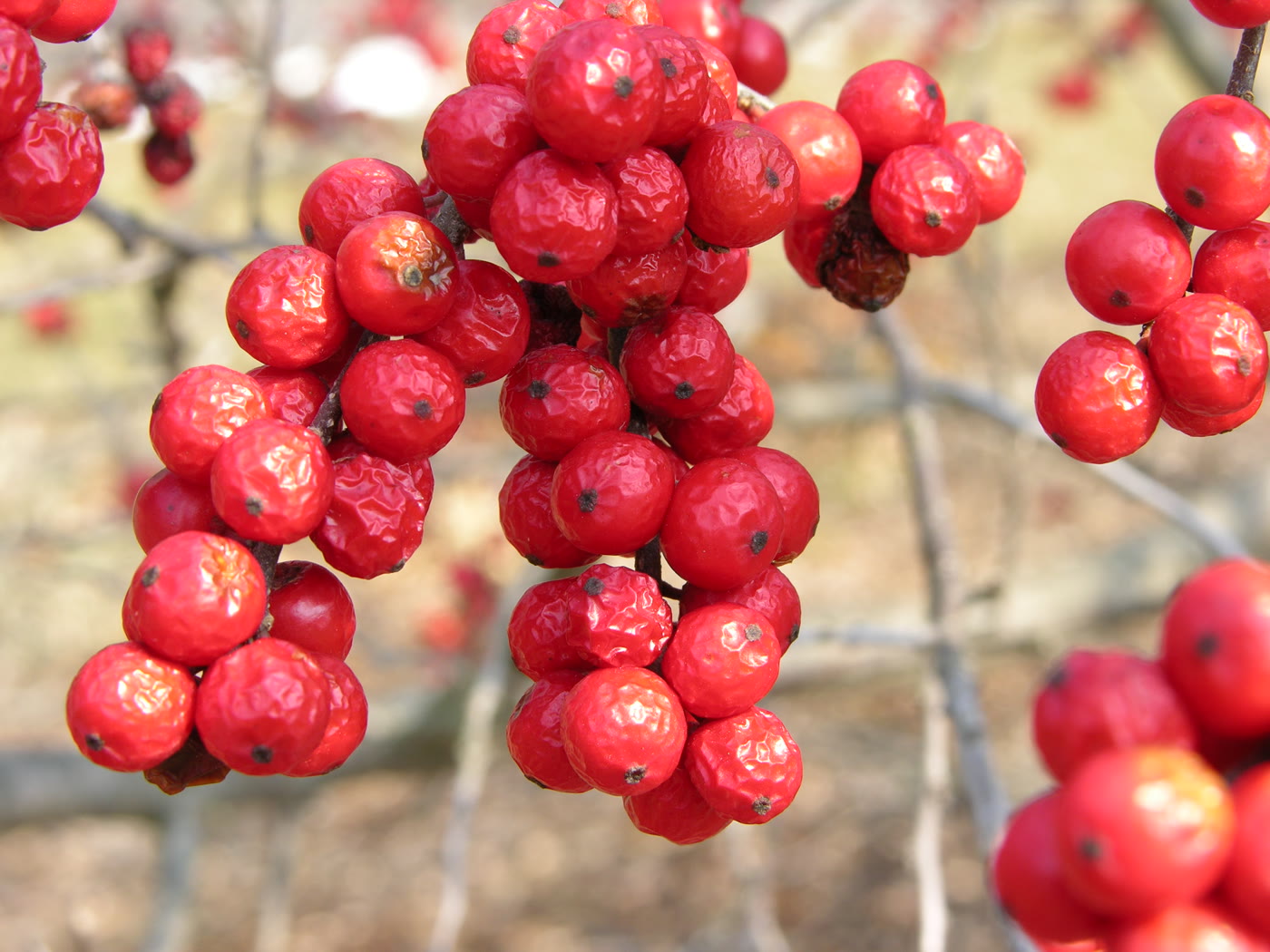 Голые зимние ветви падуба мутовчатого (Ilex verticillata), сплошь покрытые ярко-красными ягодами