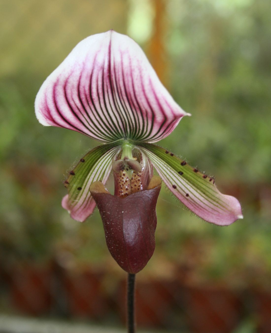 Пафиопедилум калёзум (Paphiopedilum callosum) — мраморные листья и скрученный полосатый цветок