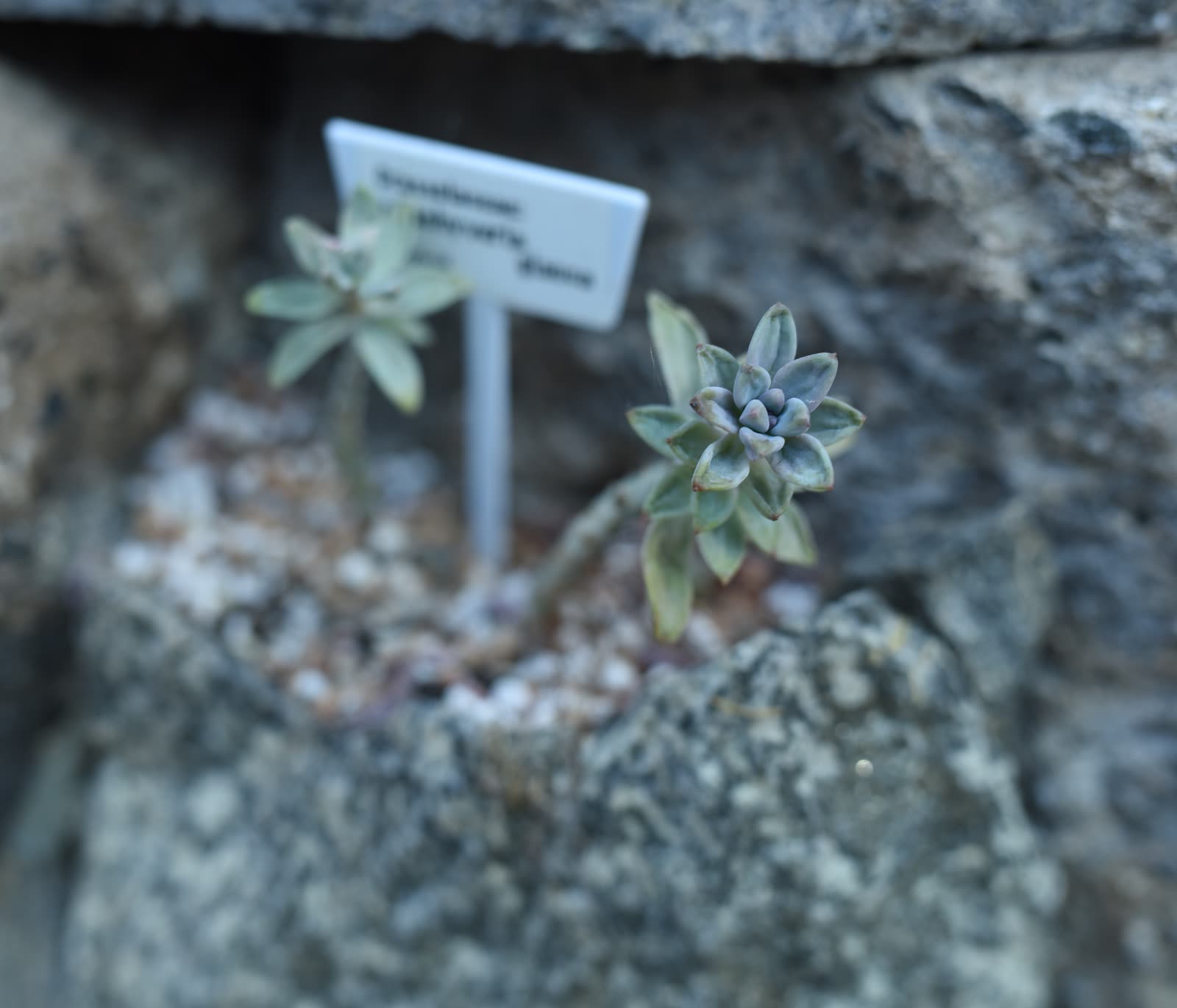 Пахиверия сизая (Pachyveria glauca) — толстые округлые листья в плотном меловом налёте