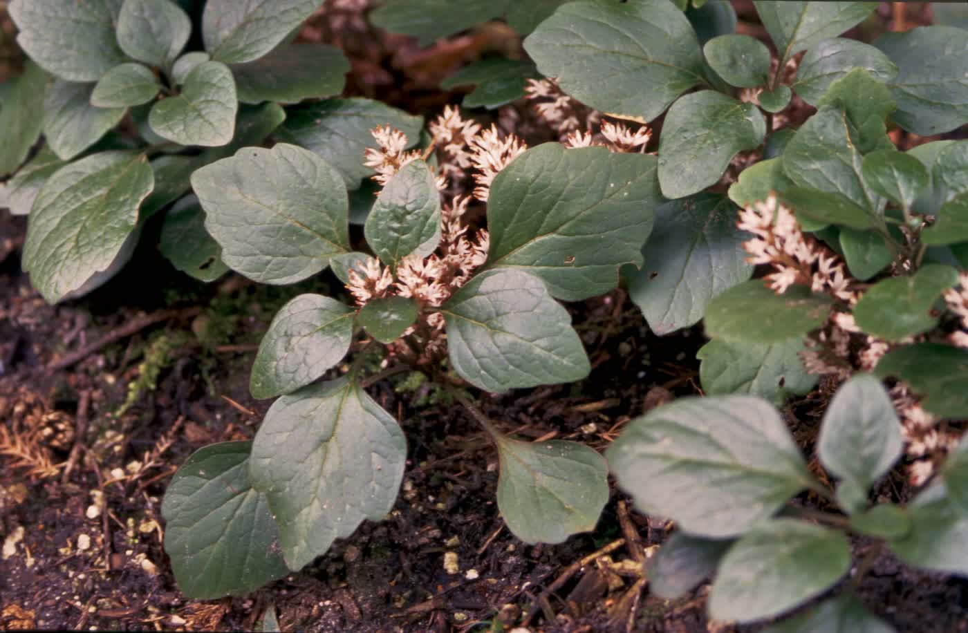 Пахизандра лежачая (Pachysandra procumbens) — мраморные листья и пушистые цветочные колосья у земли