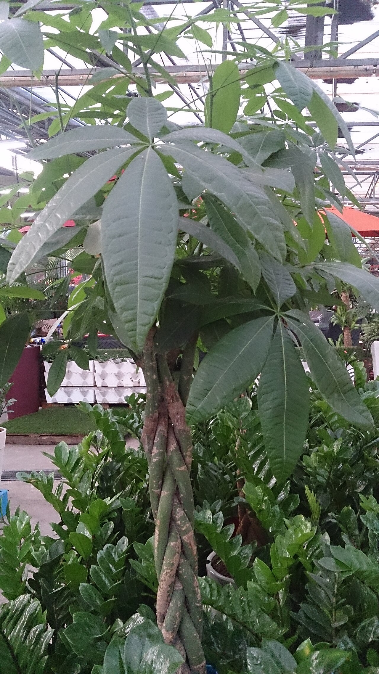 Пакира (Pachira aquatica) — внешний вид растения