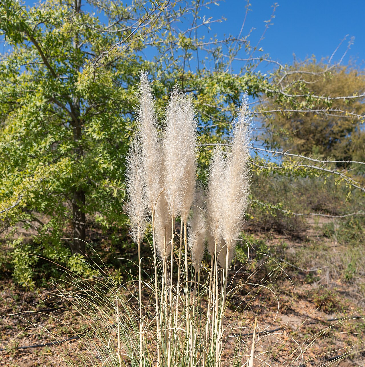Пампасная трава (Cortaderia selloana) — внешний вид растения