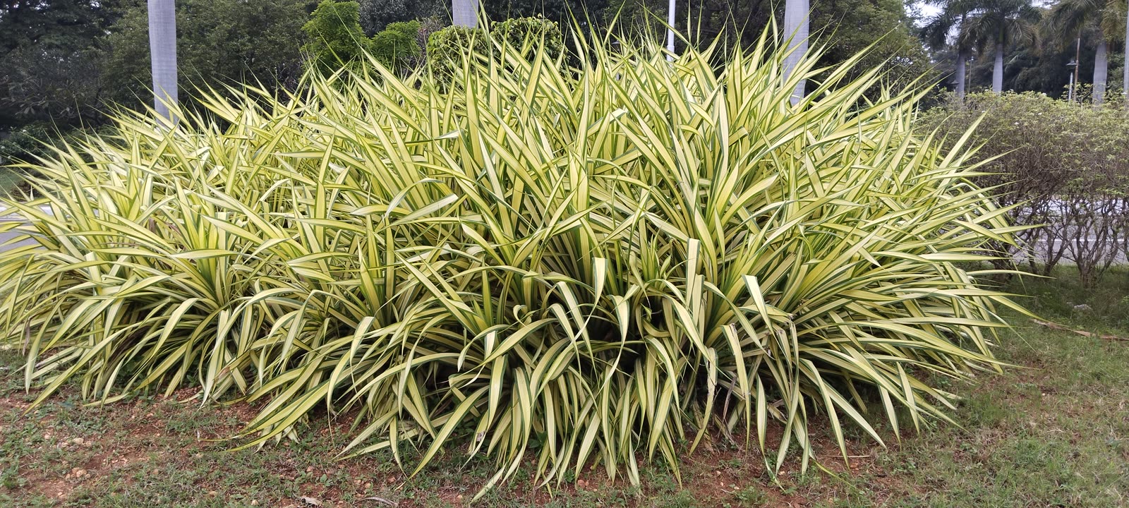 Панданус Вейча (Pandanus veitchii) — полосатые листья, расположенные по спирали