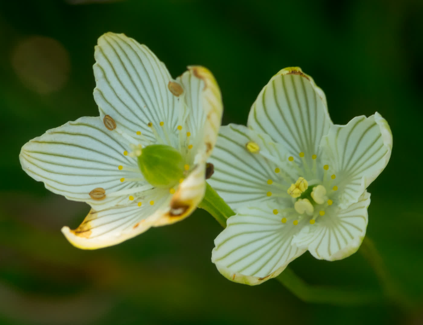 Парнассия сизая (Parnassia glauca) — кремово-белые цветки с зелёными жилками и бахромчатыми стаминодиями