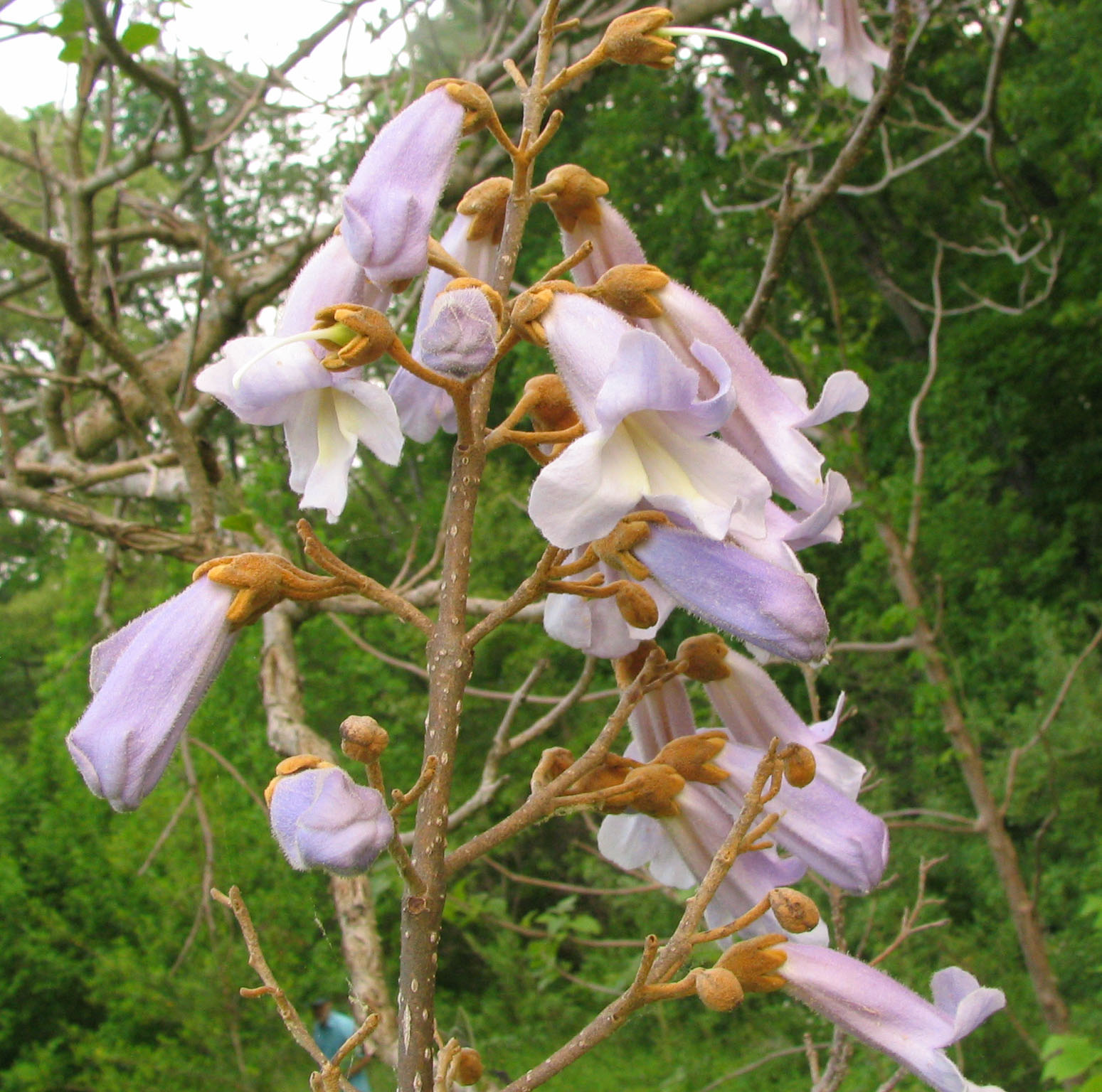 Павловния войлочная (Paulownia tomentosa) — внешний вид растения