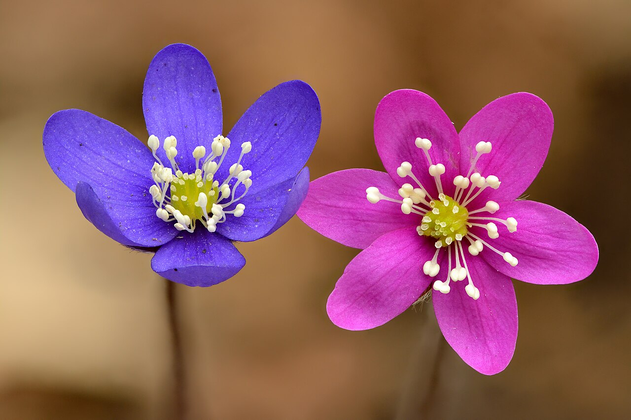 Печёночница (Hepatica) — внешний вид растения