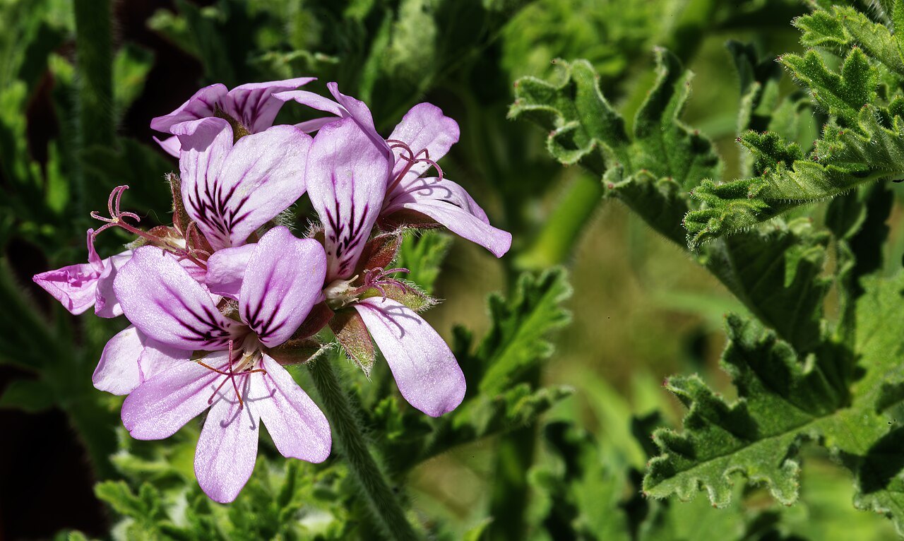 Пеларгония душистая (Pelargonium graveolens) — глубоко рассечённые мягкоопушённые листья и мелкие розово-сиреневые цветки с тёмными жилками на верхних лепестках