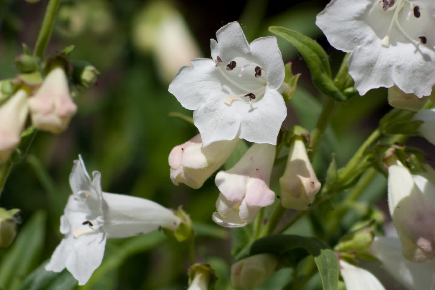 Пенстемон наперстянковый (Penstemon digitalis) — белые трубчатые цветки на высоких цветоносах