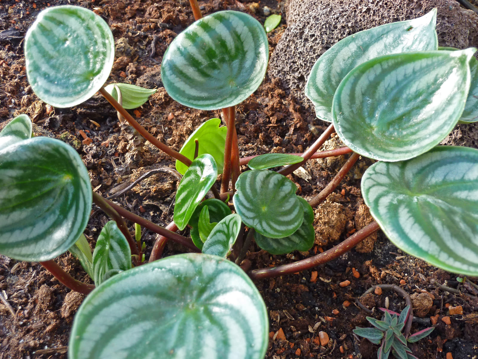Пеперомия арбузная (Peperomia argyreia) — серебристо-зелёный полосатый узор листьев на длинных тонких красноватых черешках