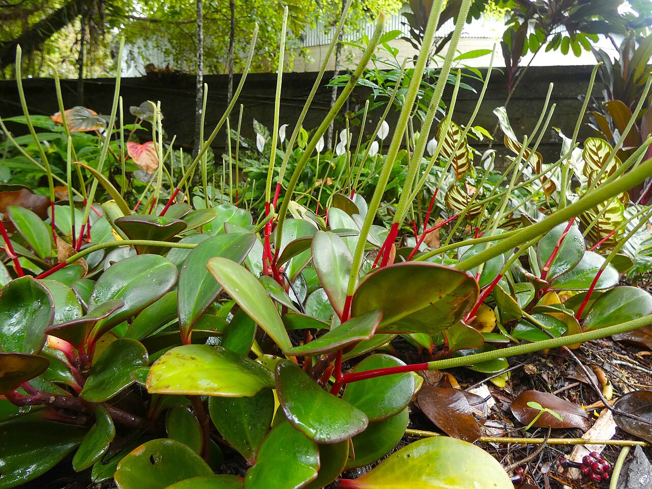 Peperomia clusiifolia с красными стеблями, красноватой каймой листьев и зелёными колосками соцветий