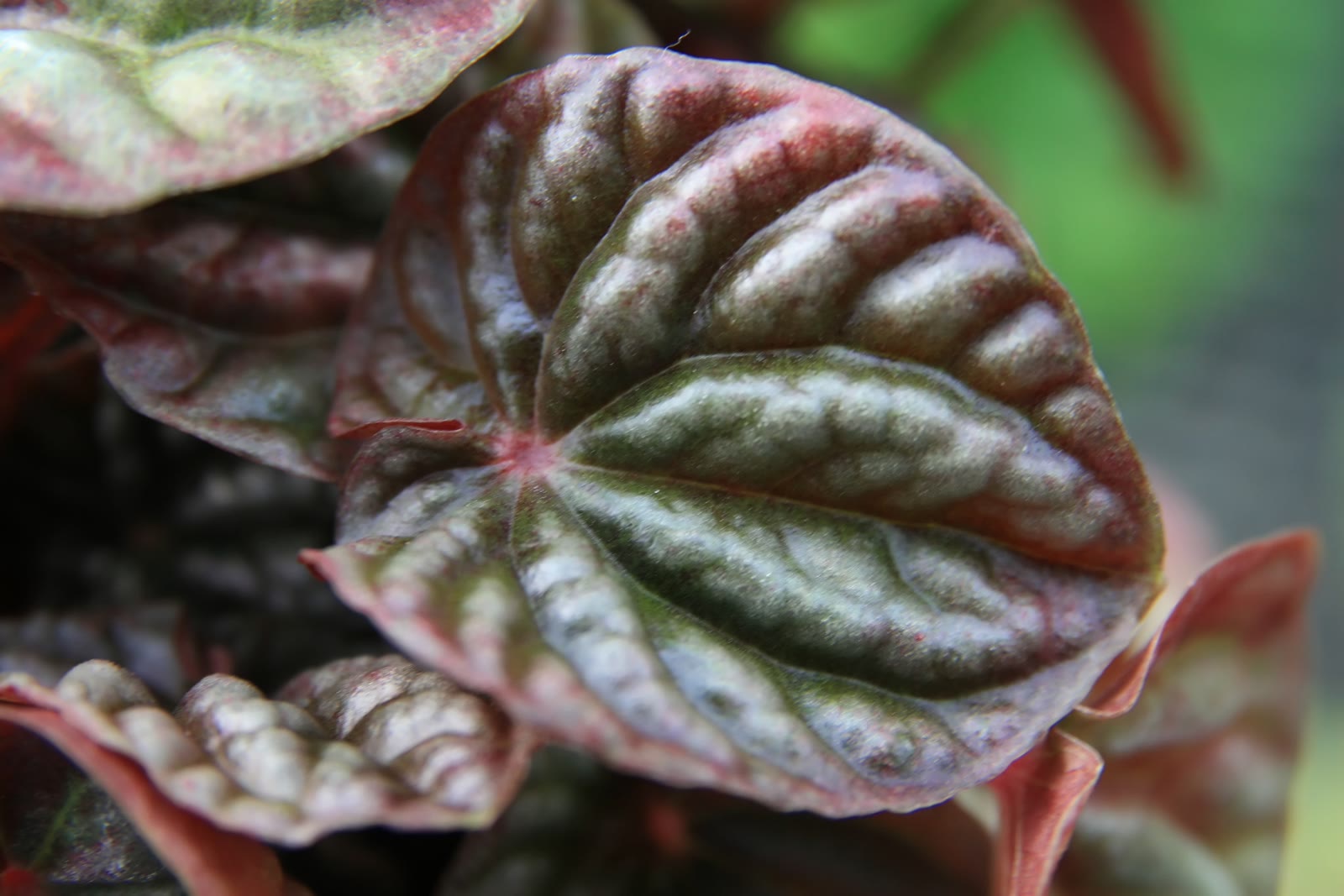Пеперомия морщинистая (Peperomia caperata) — глубоко гофрированные сердцевидные листья на тонких тёмных черешках