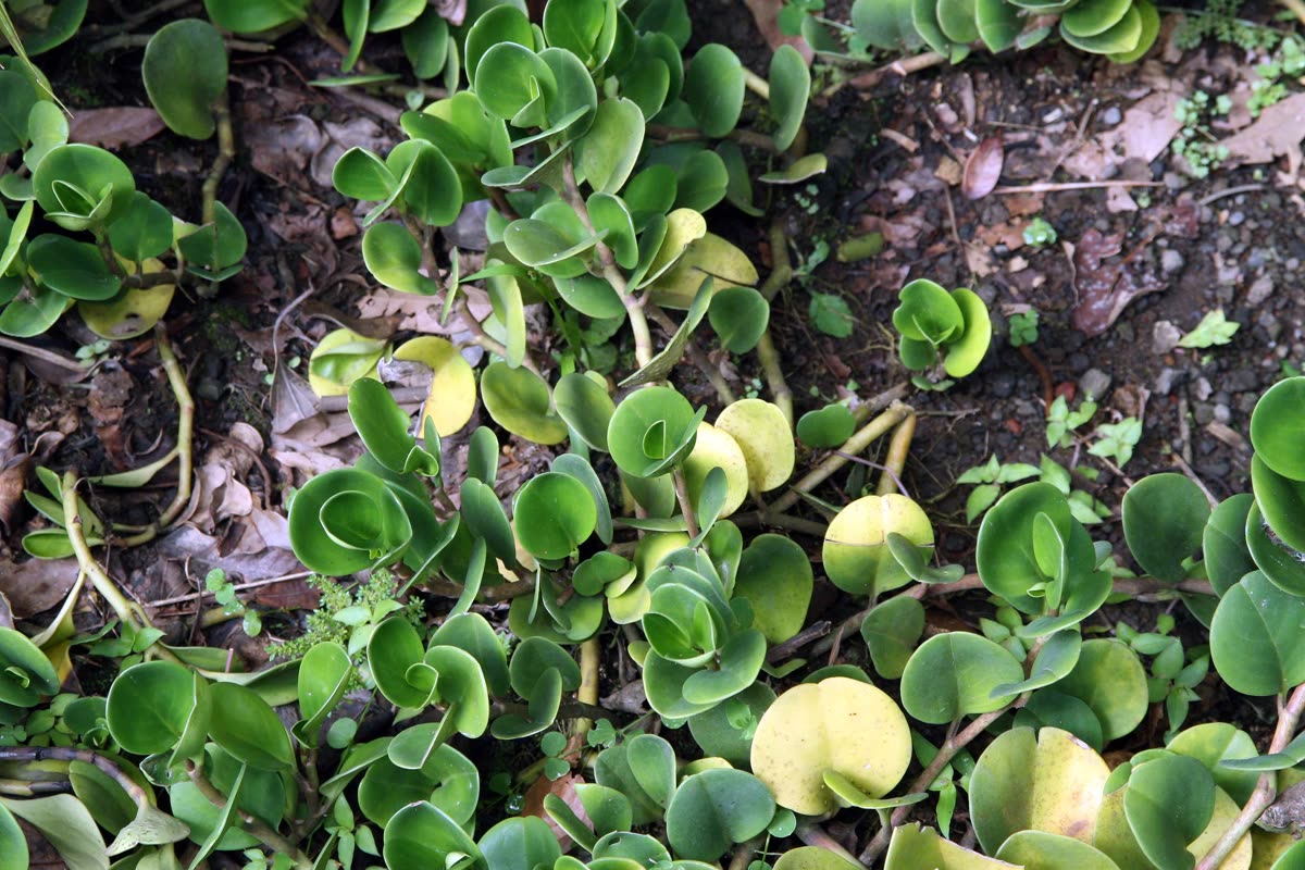 Пеперомия туполистная (Peperomia obtusifolia) — толстые глянцевые округлые листья с тупым кончиком