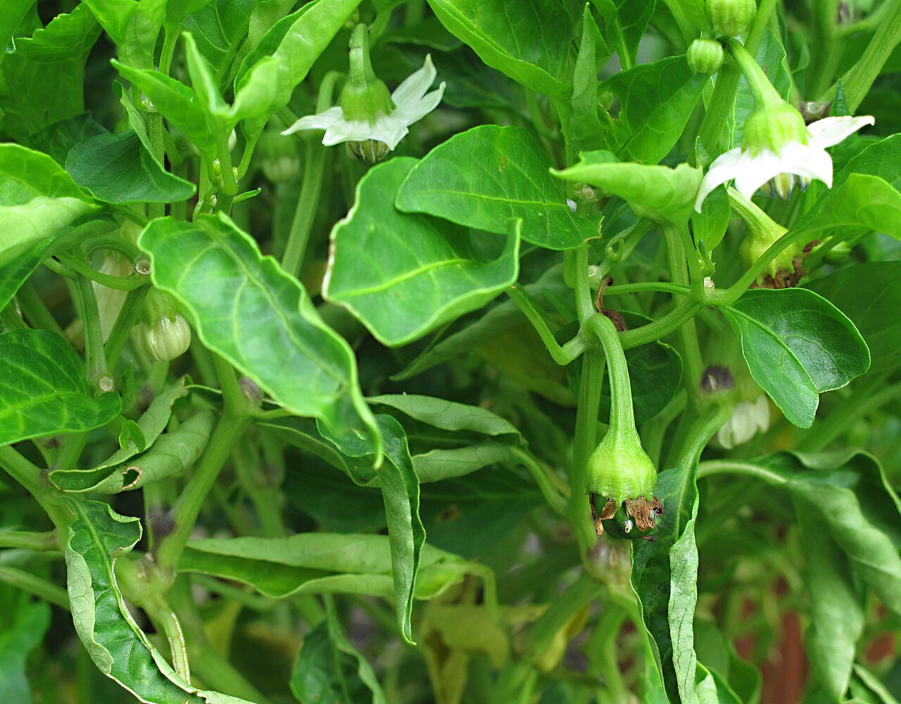 Куст сладкого перца Capsicum annuum с белыми цветками и молодой завязью среди листьев