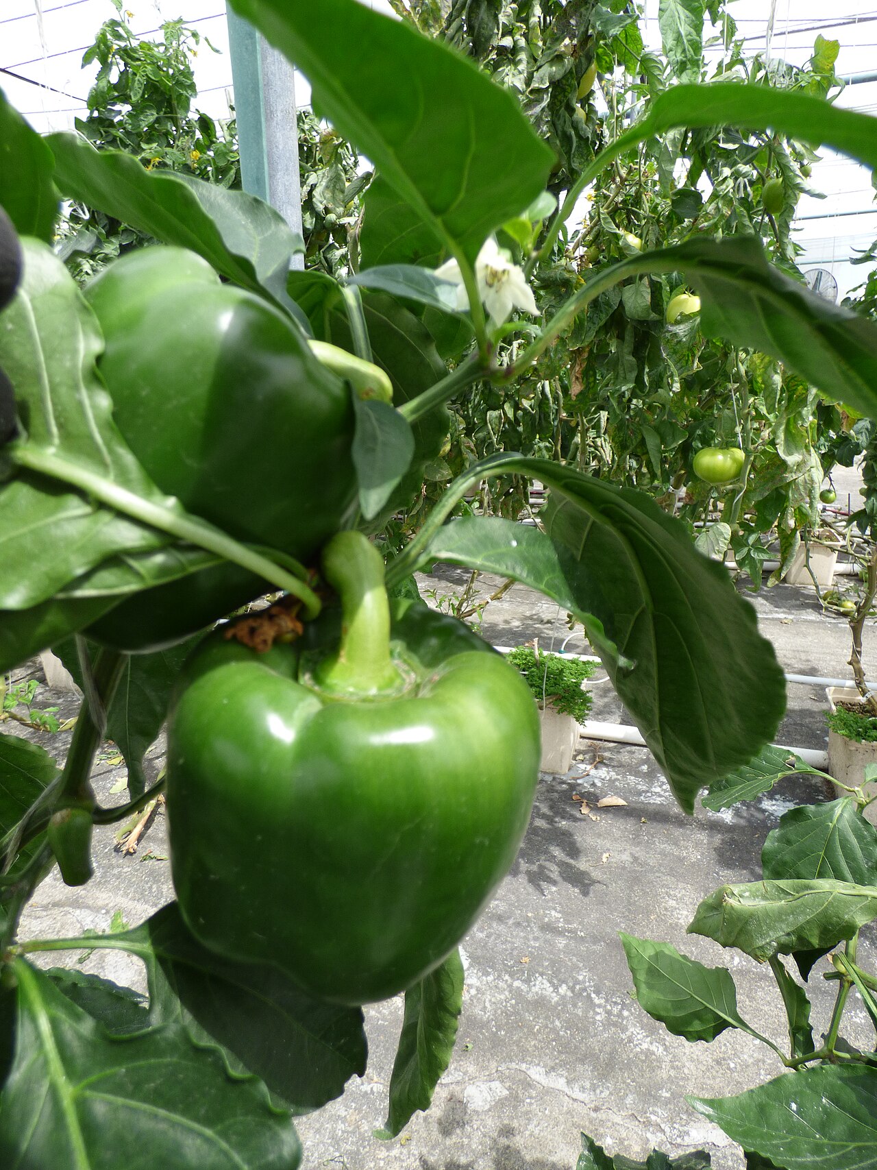 Зелёный плод и цветок сладкого перца Capsicum annuum на кусте в тепличной культуре
