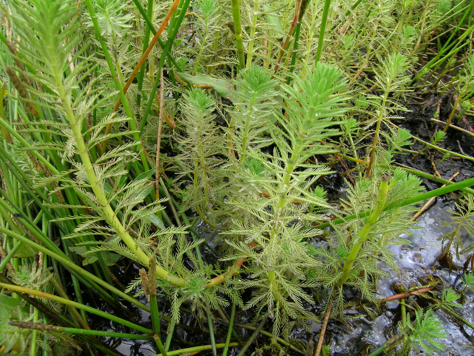 Перистолистник водный (Myriophyllum aquaticum) — надводные сизо-зелёные мутовки над поверхностью воды