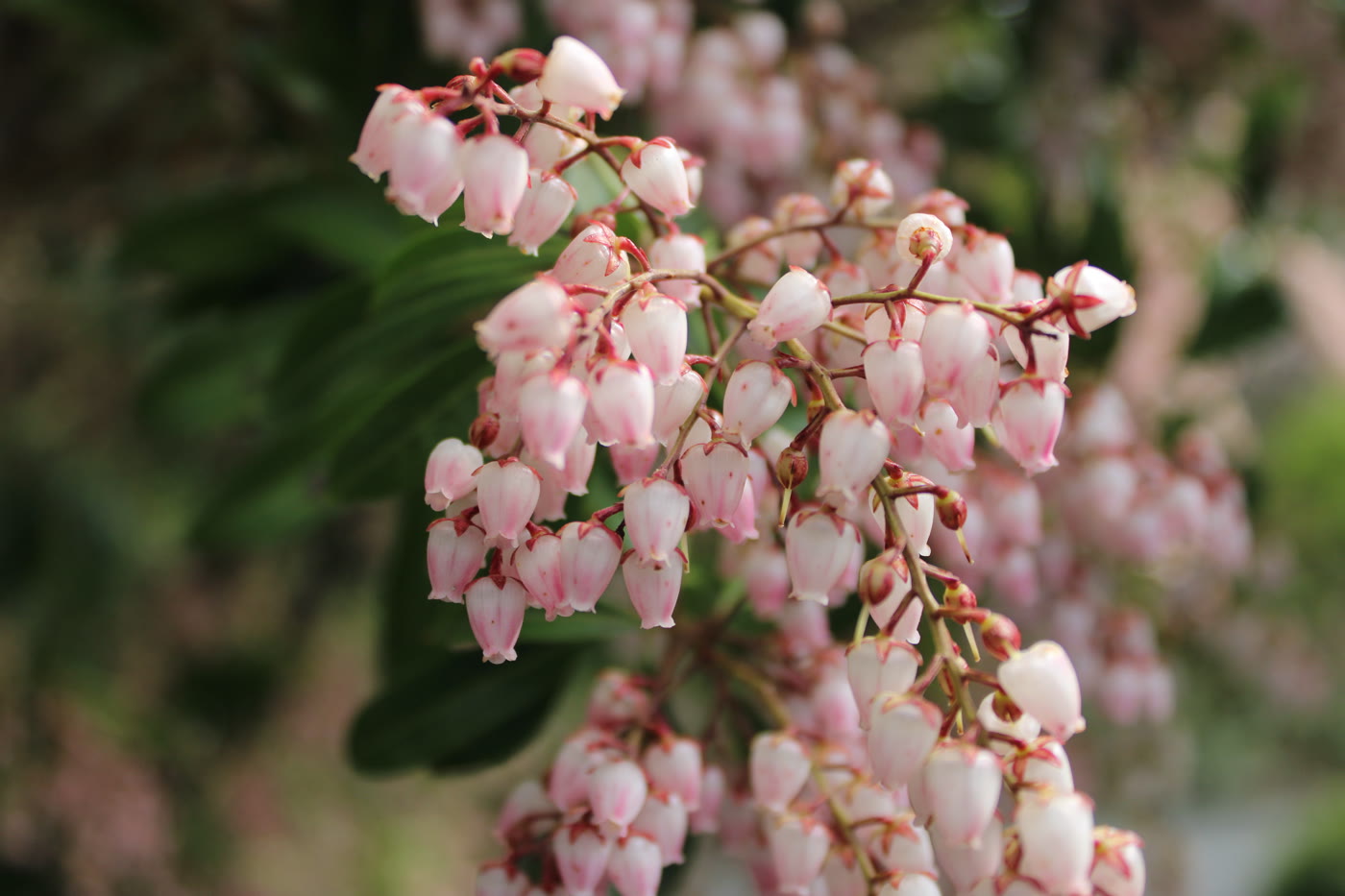 Пиерис японский (Pieris japonica) — поникающие кисти бело-розовых кувшинчатых цветков