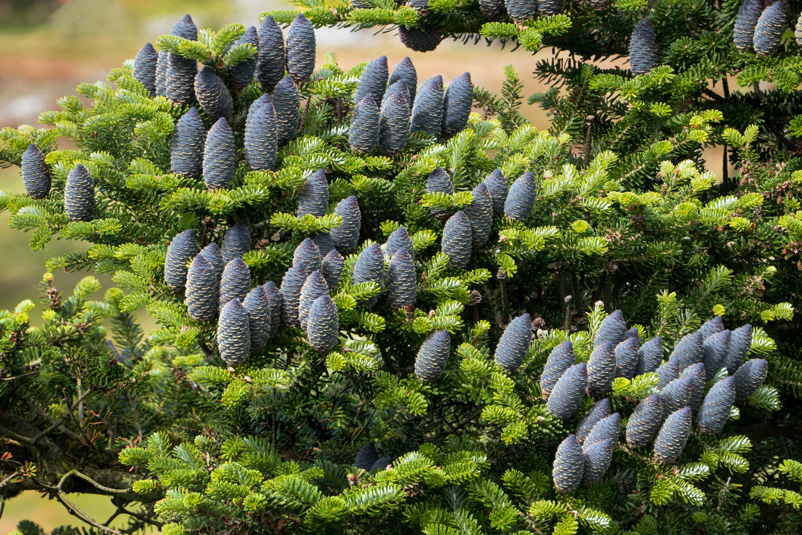 Пихта корейская (Abies koreana) — ветви с фиолетово-синими шишками