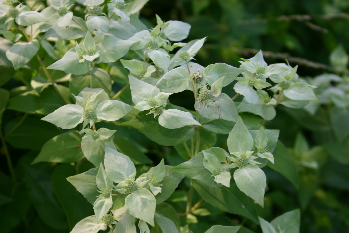 Пикнантемум тупой (Pycnanthemum muticum) — серебристые прицветники соцветий