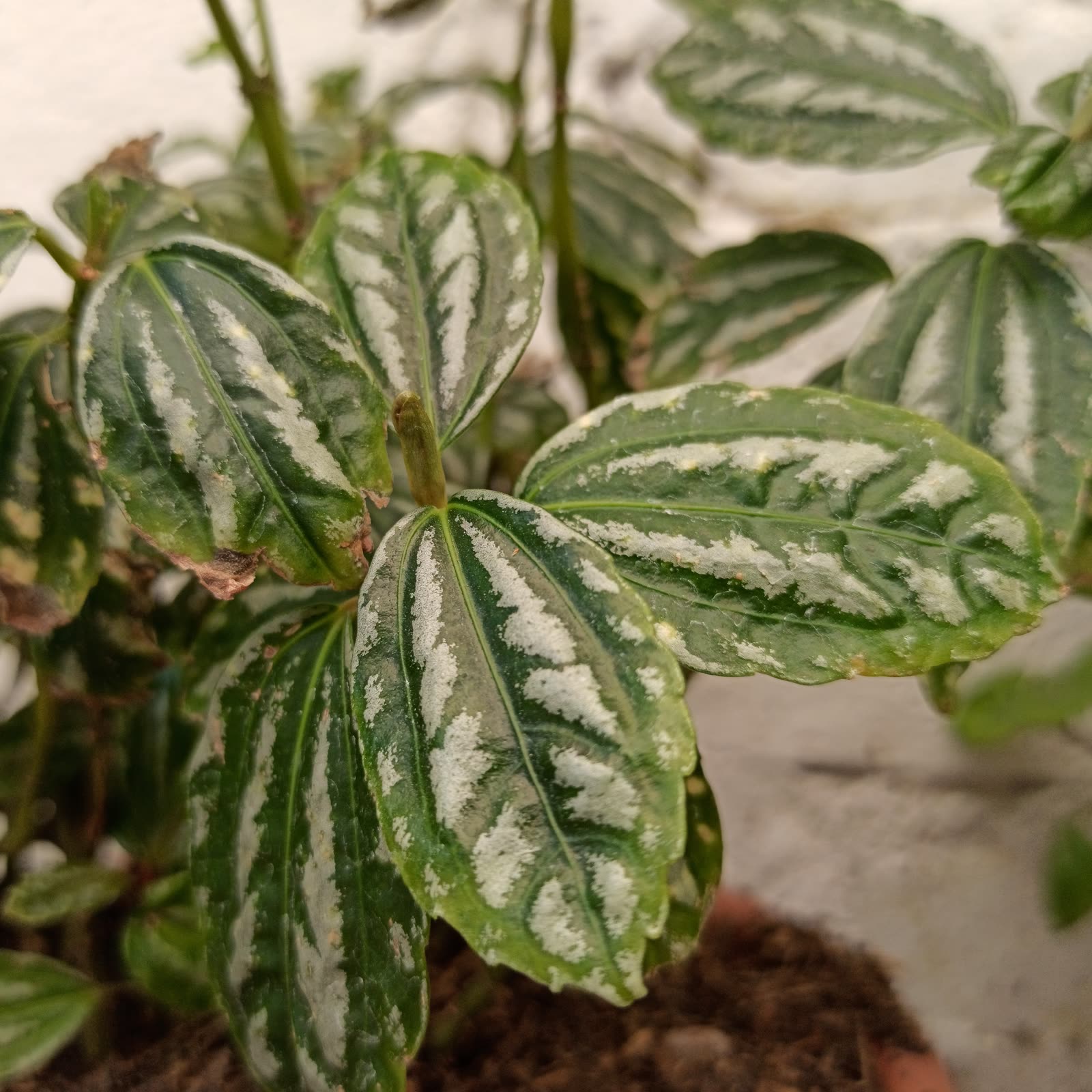 Пилея серебристая (Pilea cadierei) — выпуклые тёмно-зелёные листья с рельефными серебристыми пятнами