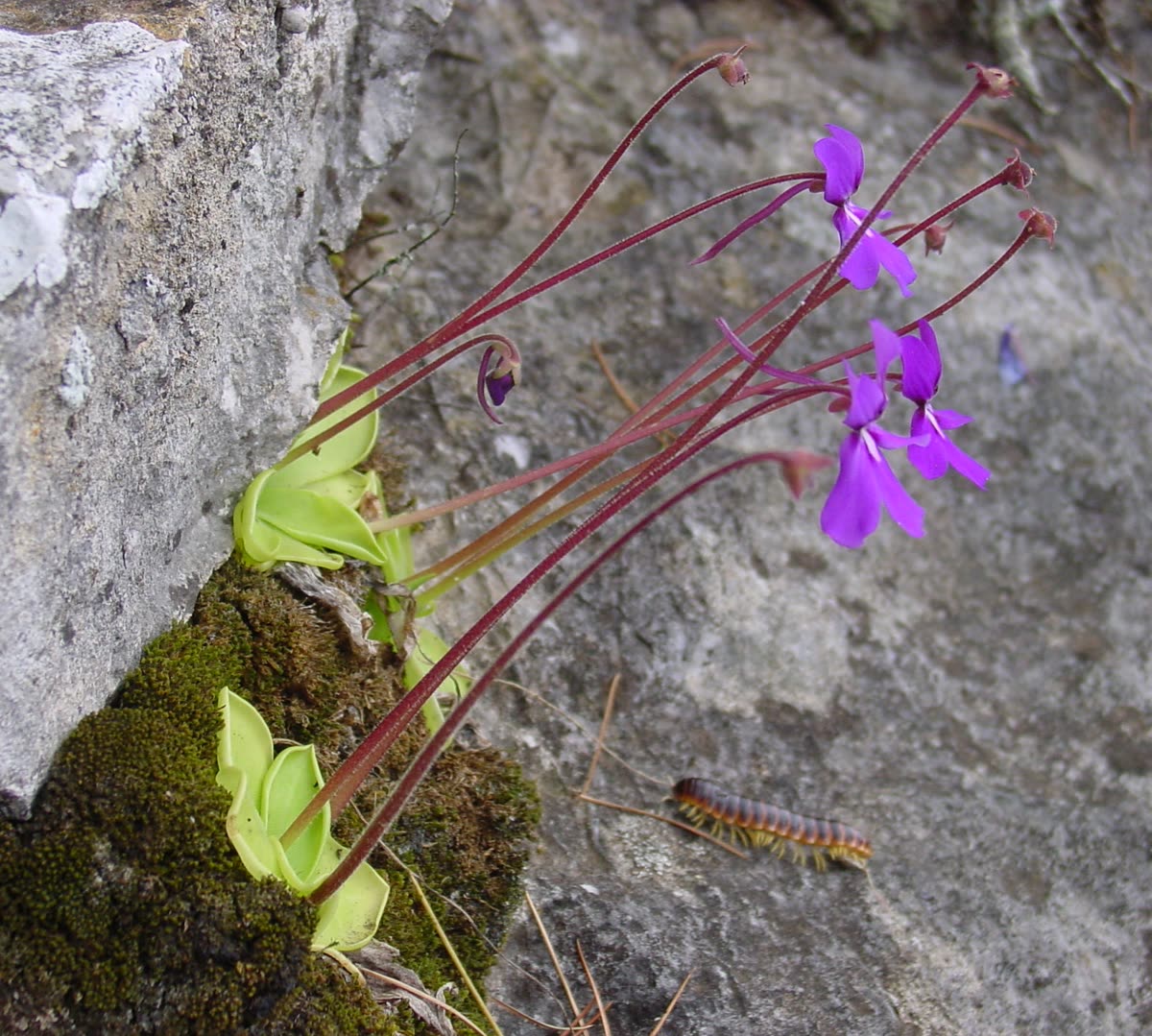 Пингвикула моранская (Pinguicula moranensis) — цветущее растение с летней ловчей розеткой