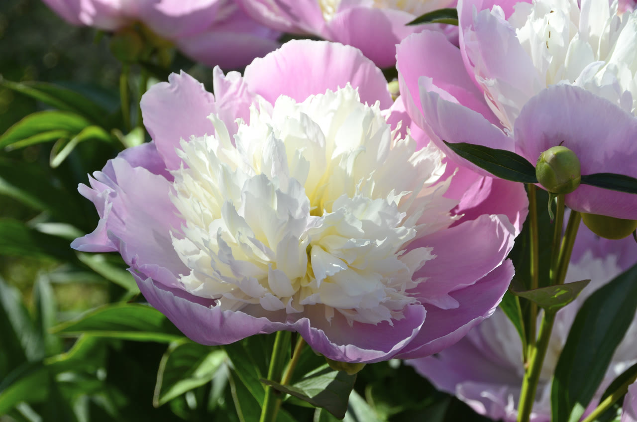 Пион молочноцветковый (Paeonia lactiflora) — цветок и куст