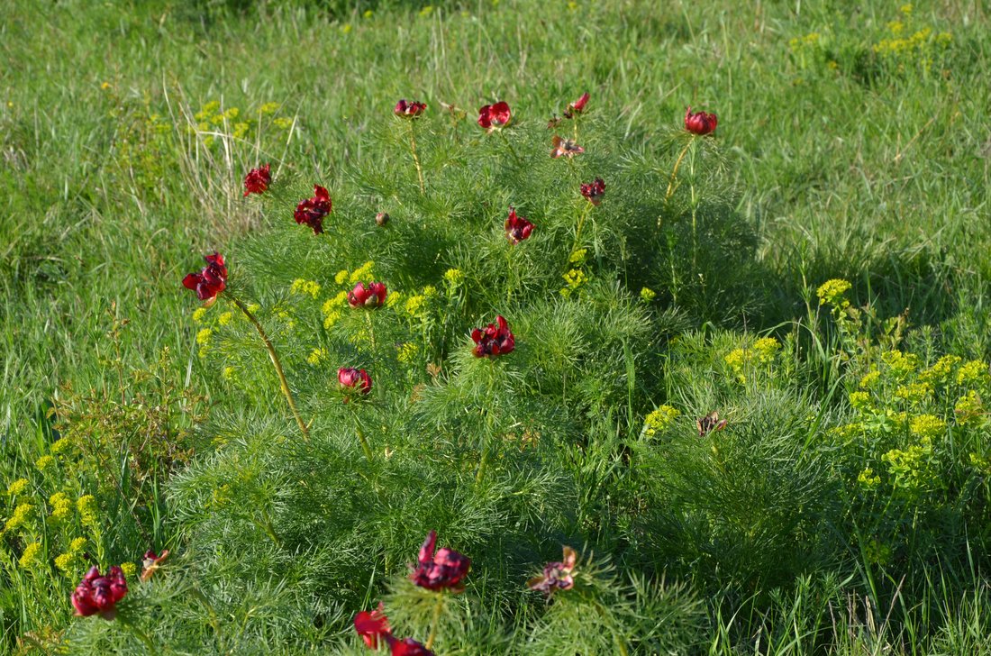 Пион тонколистный (Paeonia tenuifolia) — ажурная нитевидная листва и тёмно-красные цветки