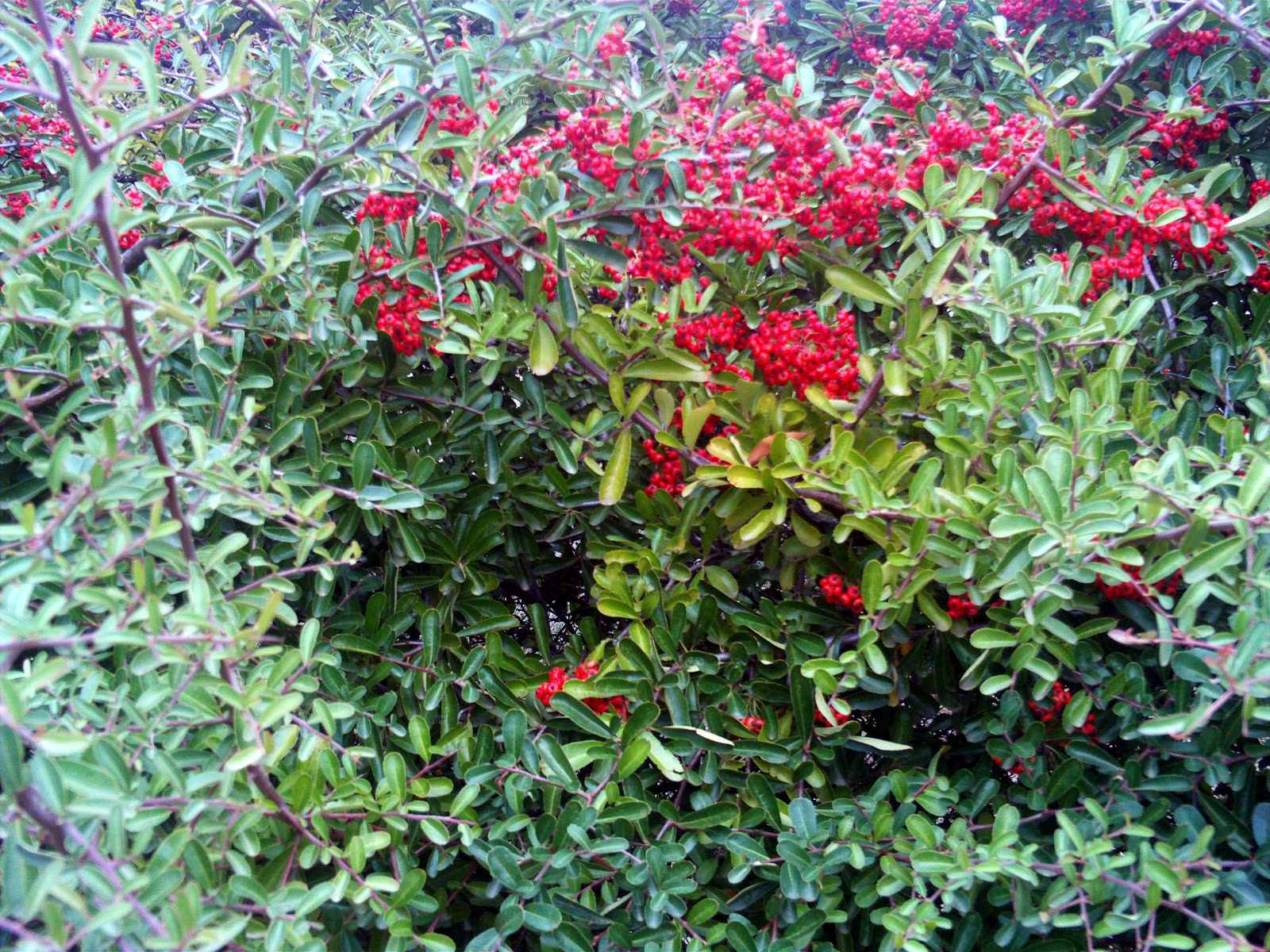 Пираканта (Pyracantha coccinea) с оранжево-красными ягодами
