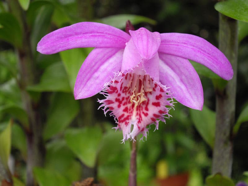 Плейоне бульбоцветная (Pleione bulbocodioides) — малиново-пурпурный цветок с бахромчатой пятнистой губой