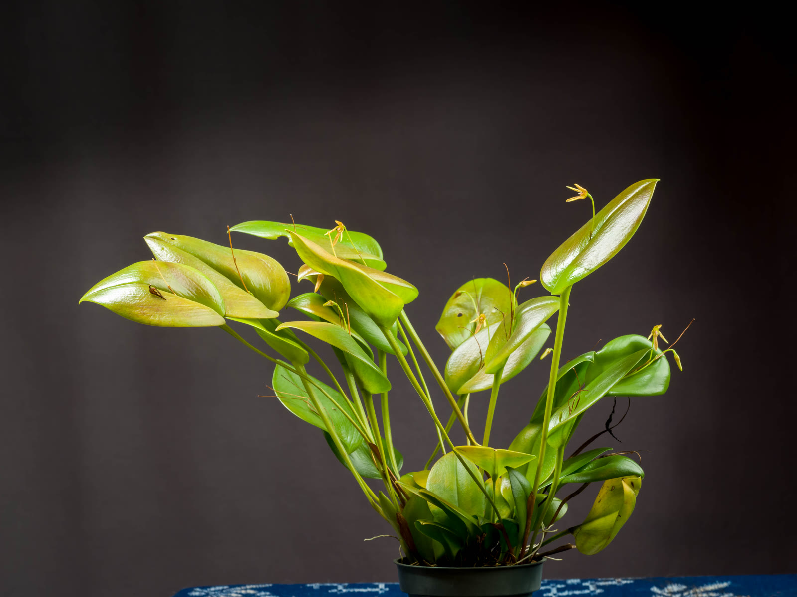 Плевроталлис (Pleurothallis) — густой кустик из тонких стеблей-рамикаулей с мясистыми листьями
