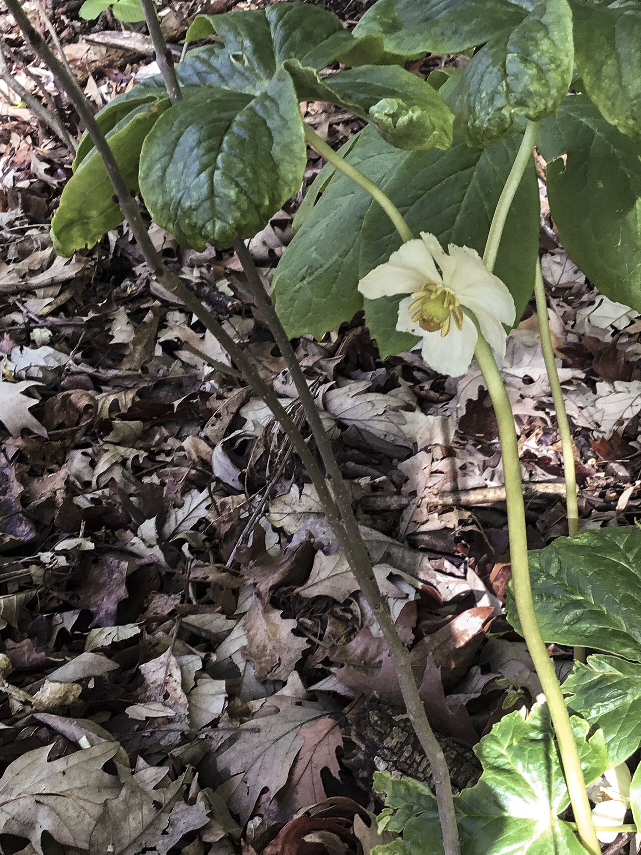Подофилл (Podophyllum) — внешний вид растения