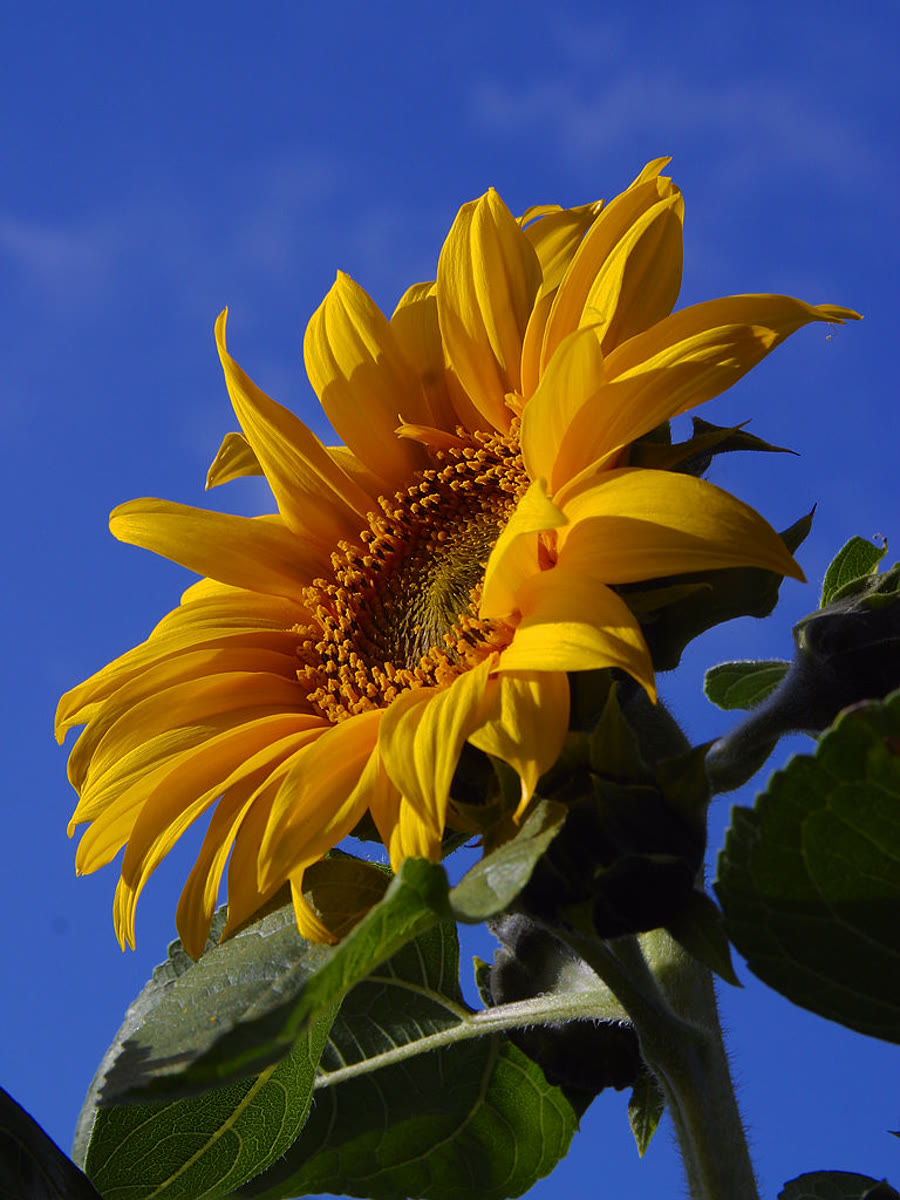 Подсолнечник однолетний (Helianthus annuus) — раскрытая корзинка соцветия
