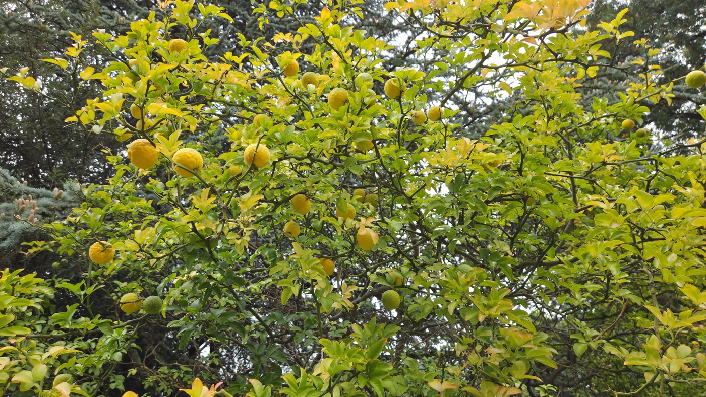 Понцирус трёхлисточковый (Poncirus trifoliata) с плодами