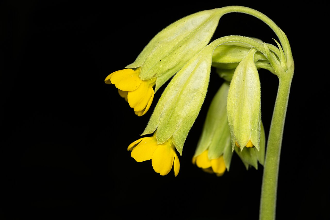 Первоцвет весенний (Primula veris) — поникающий односторонний зонтик жёлтых цветков в вздутых бледно-зелёных чашечках на безлистном цветоносе