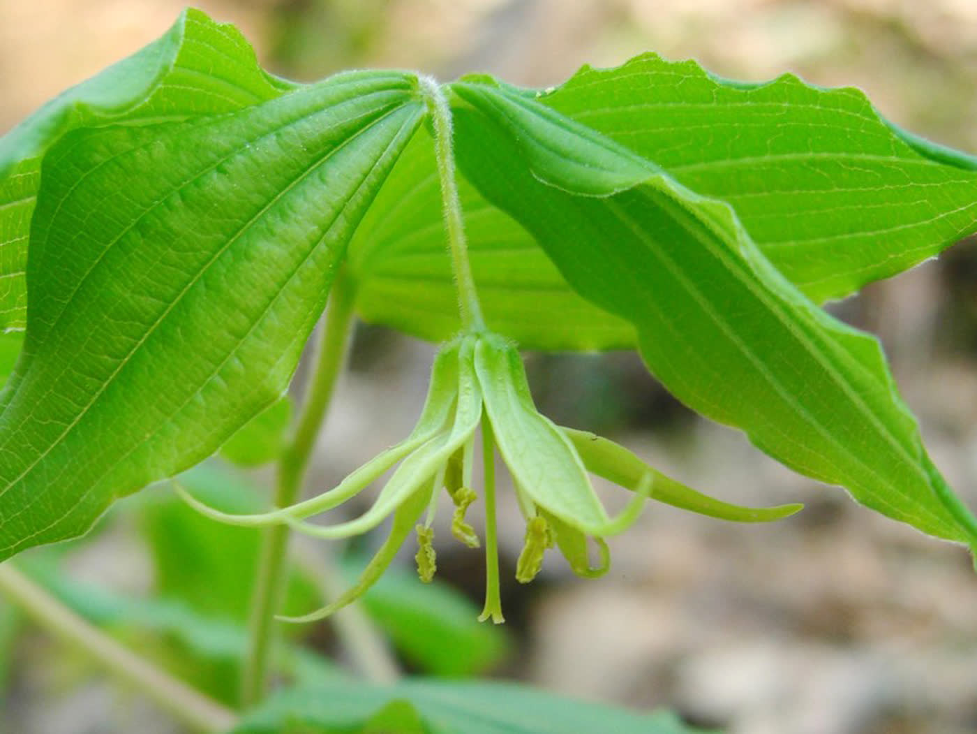 Просартес пушистый (Prosartes lanuginosa) — поникающие цветки на кончике опушённого стебля