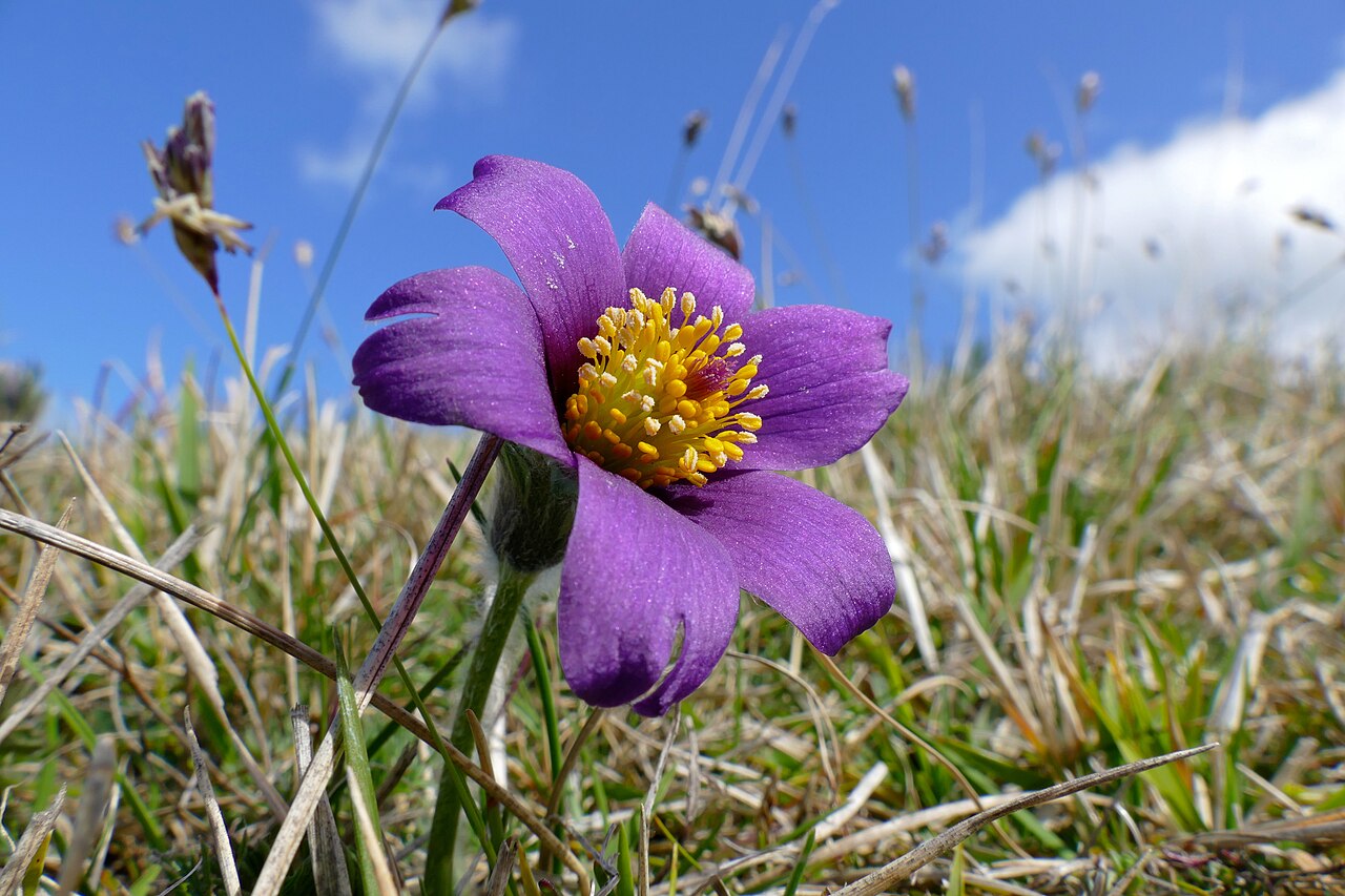 Прострел обыкновенный (Pulsatilla vulgaris) — внешний вид растения