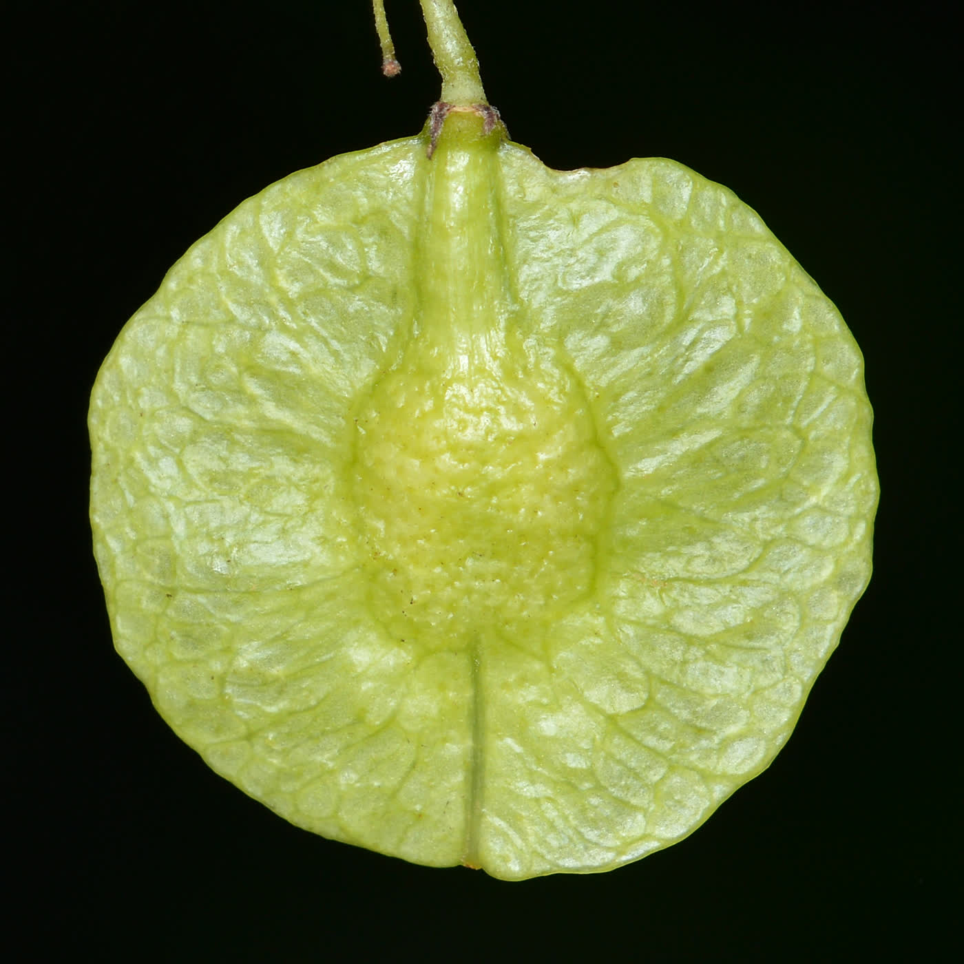 Птелея трёхлисточковая (Ptelea trifoliata) — гроздь плоских круглых крылатых плодов-вафелек