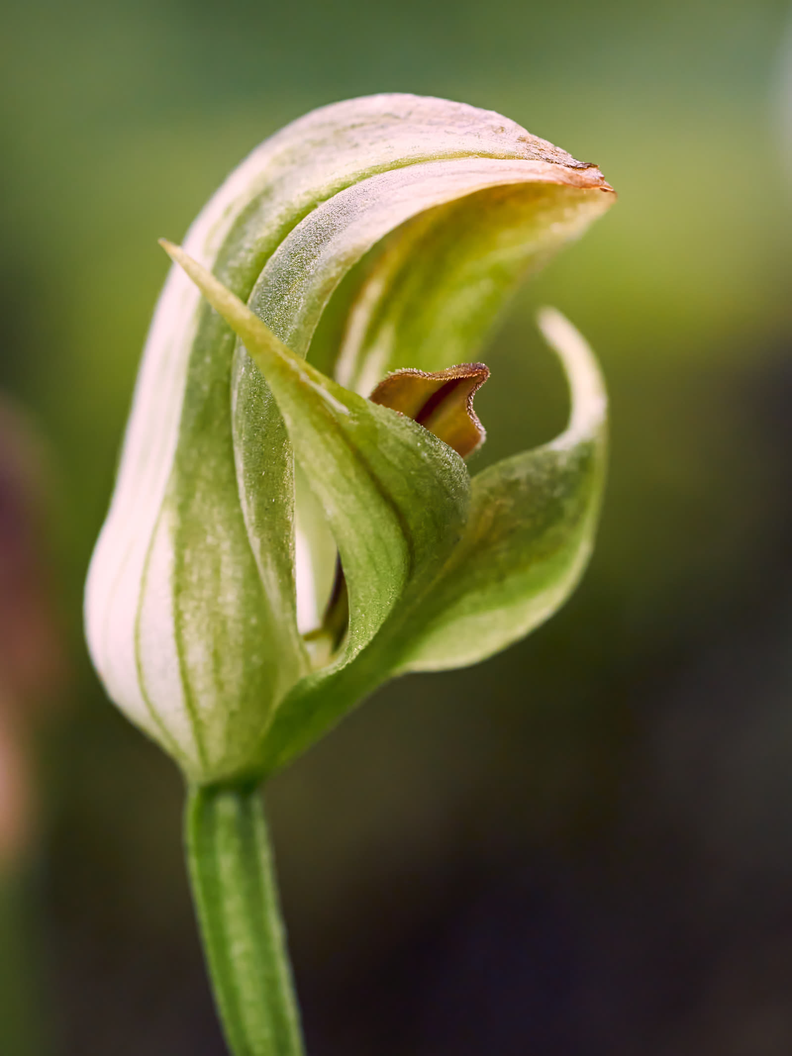 Птеростилис курчавый (Pterostylis curta) — розетка листьев и характерный зелёно-белый цветок-капюшон с подвижной губой