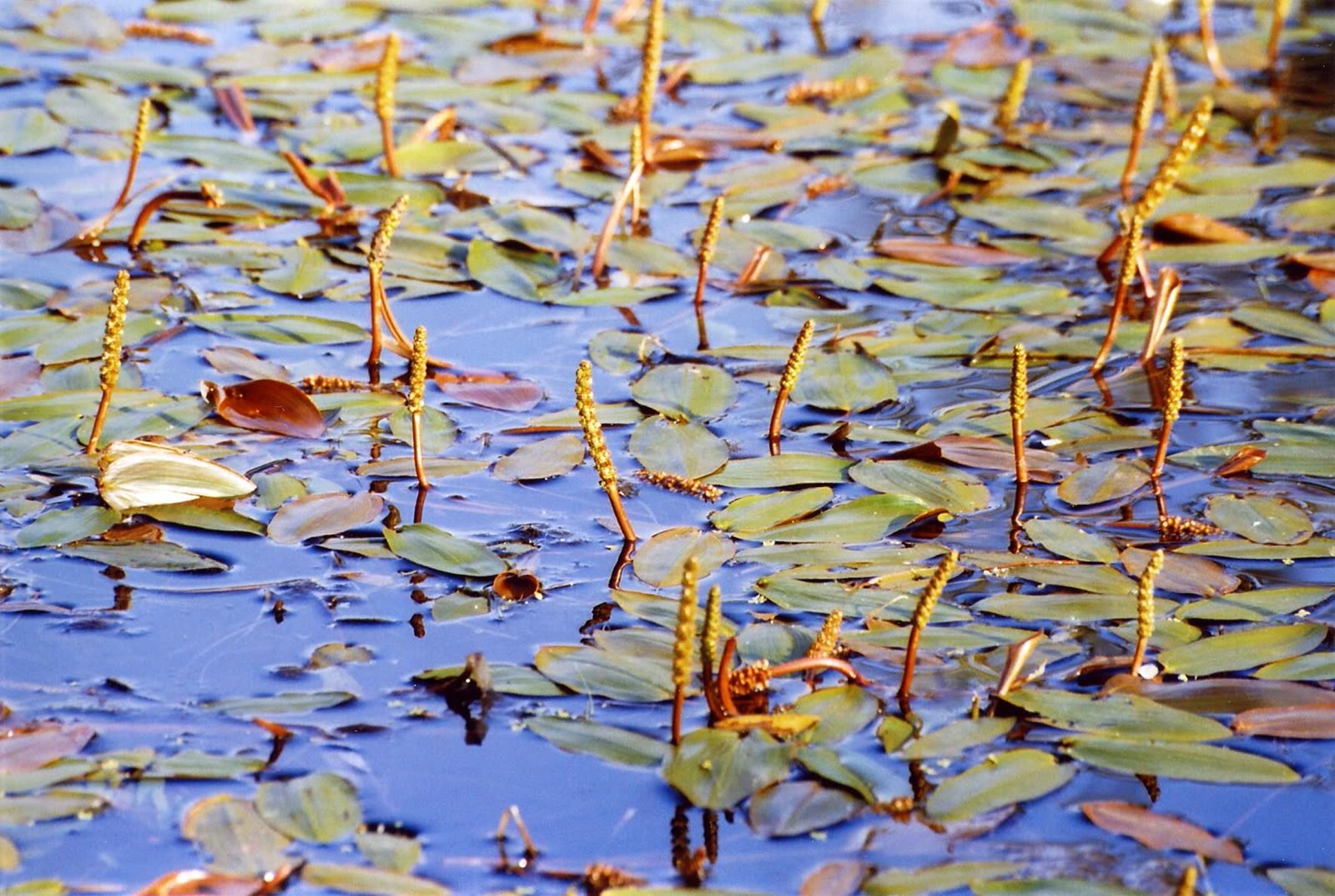 Рдест плавающий (Potamogeton natans) — плавающие овальные листья на поверхности воды