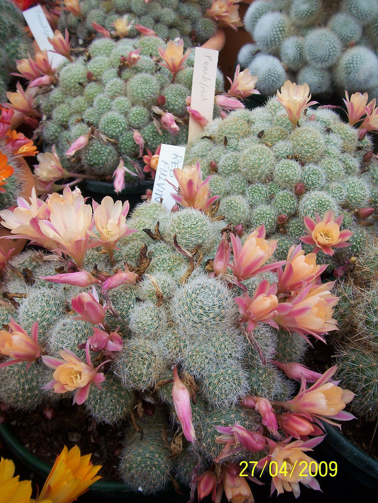 Ребуция (Rebutia) — внешний вид растения