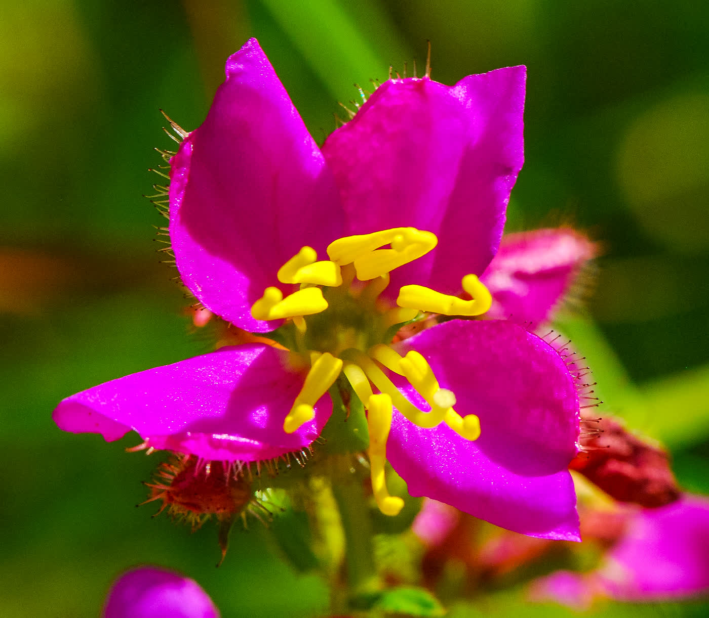 Рексия виргинская (Rhexia virginica) — ярко-розовый цветок с изогнутыми жёлтыми тычинками