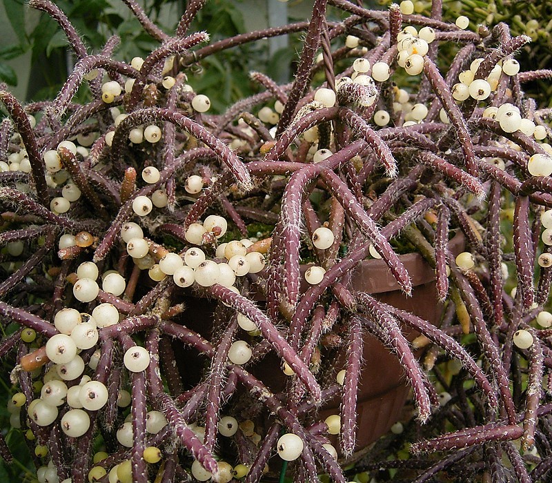 Рипсалис (Rhipsalis baccifera) — внешний вид растения