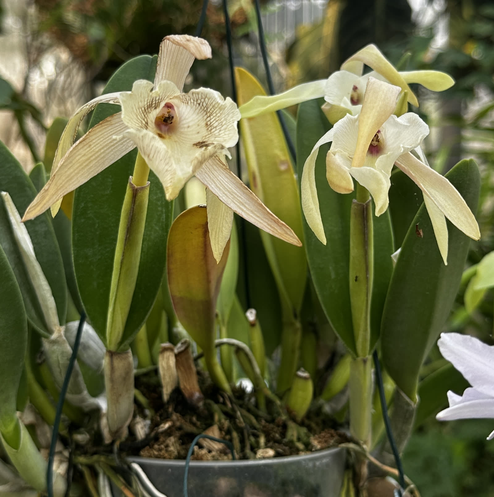 Ринхолелия сизая (Rhyncholaelia glauca) — толстые восково-сизые листья и цветок с гладким краем губы
