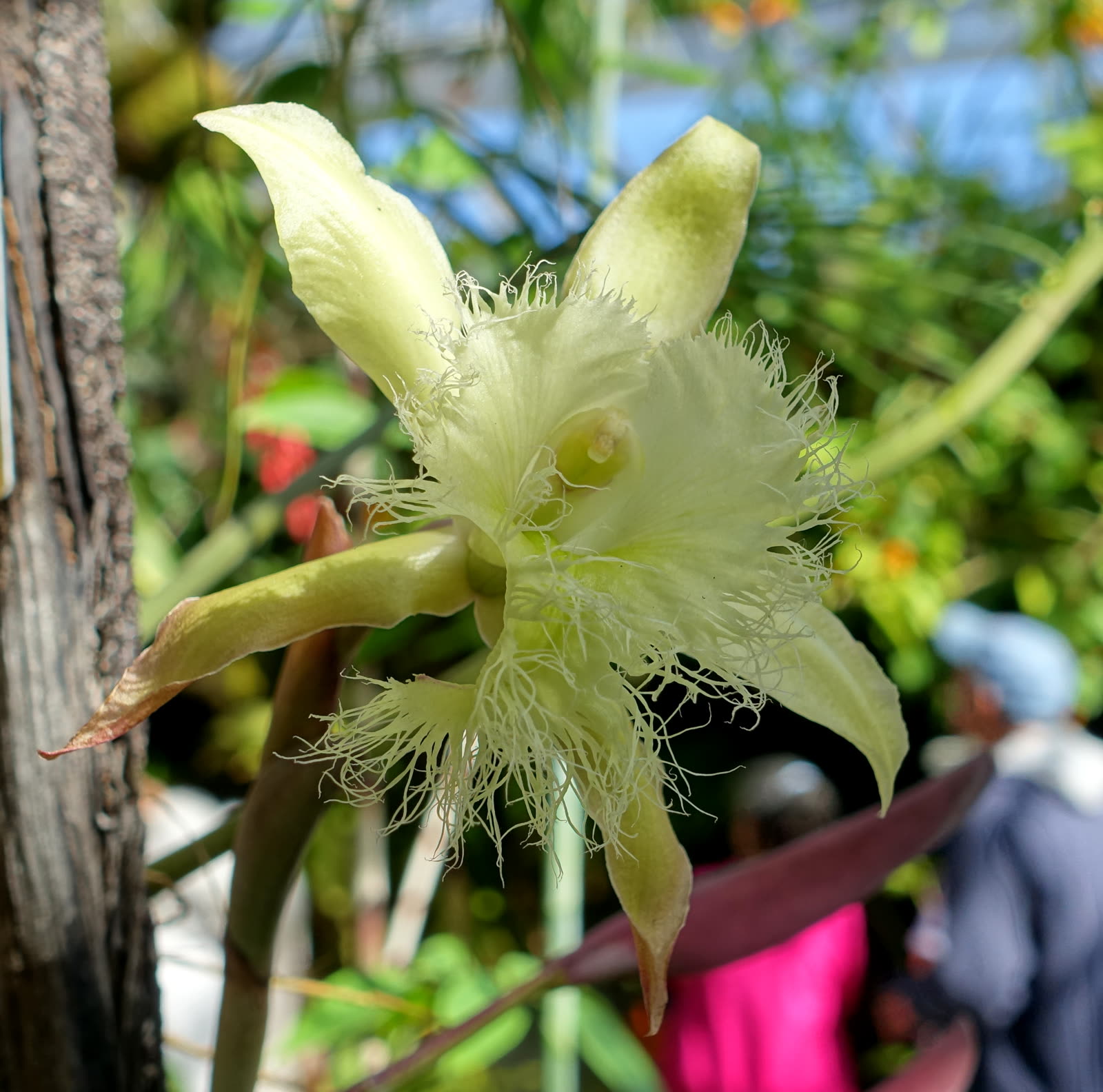 Ринхолелия Дигби (Rhyncholaelia digbyana) — крупный цветок с глубоко бахромчатым, кружевным краем губы