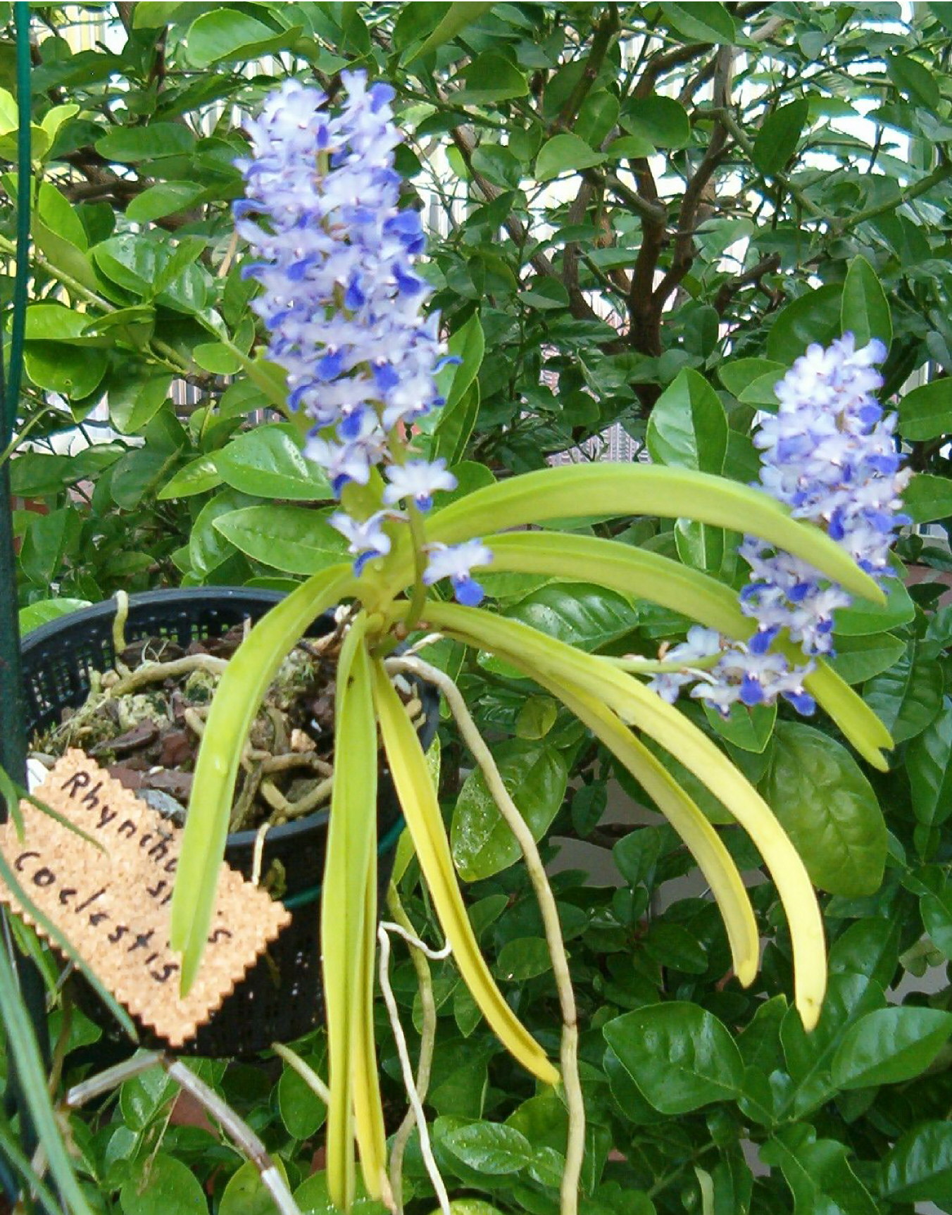 Ринхостилис голубой (Rhynchostylis coelestis) — компактное растение с прямостоячей кистью сине-фиолетовых цветков и узкими жёсткими листьями
