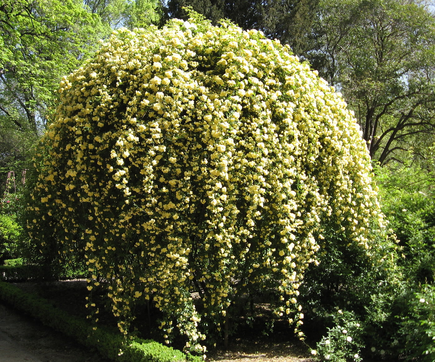 Роза Банкса (Rosa banksiae 'Lutea') — мелкие густомахровые жёлтые цветки в кистях на побеге без шипов