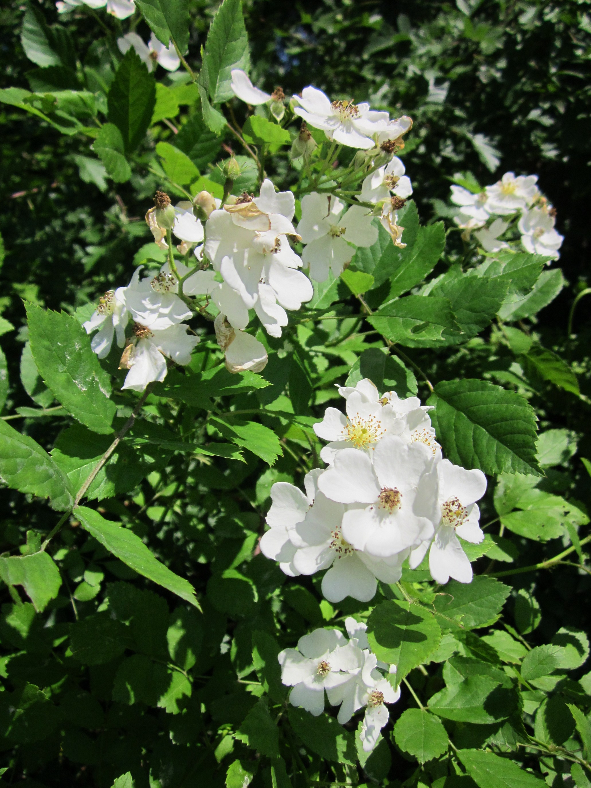 Роза многоцветковая (Rosa multiflora) — густые кисти мелких белых цветков на кусте